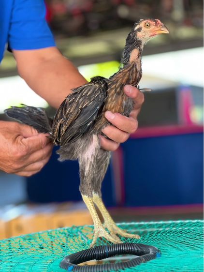 แบ่งหลานกุมารจีน3เดือน สายเงินล้านชัยยัน มีสุวรรน อาราดิน รูปที่ 2