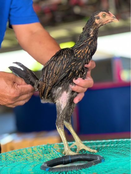 แบ่งหลานกุมารจีน3เดือน สายเงินล้านชัยยัน มีสุวรรน อาราดิน รูปที่ 3