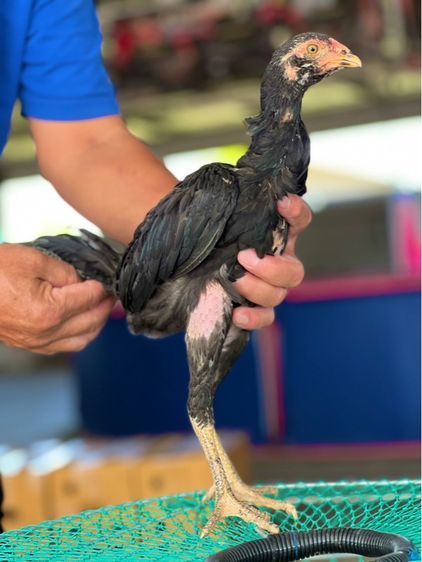 แบ่งหลานกุมารจีน3เดือน สายเงินล้านชัยยัน มีสุวรรน อาราดิน รูปที่ 5