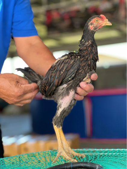 แบ่งหลานกุมารจีน3เดือน สายเงินล้านชัยยัน มีสุวรรน อาราดิน รูปที่ 4