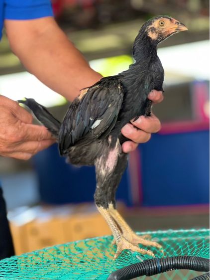 แบ่งหลานกุมารจีน3เดือน สายเงินล้านชัยยัน มีสุวรรน อาราดิน รูปที่ 7