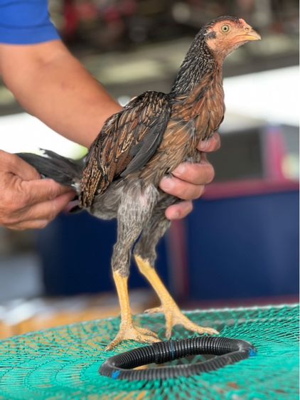 แบ่งหลานกุมารจีน3เดือน สายเงินล้านชัยยัน มีสุวรรน อาราดิน รูปที่ 6