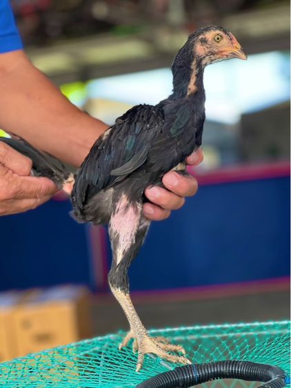 แบ่งหลานกุมารจีน3เดือน สายเงินล้านชัยยัน มีสุวรรน อาราดิน รูปที่ 10