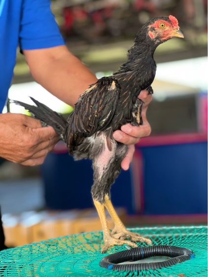 แบ่งหลานกุมารจีน3เดือน สายเงินล้านชัยยัน มีสุวรรน อาราดิน