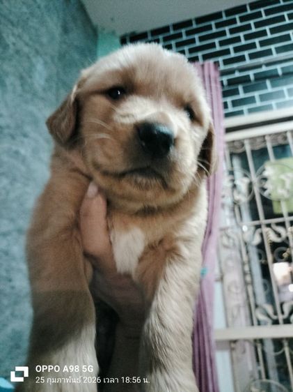 โกลเด้น ขายแลกเปลี่ยน รูปที่ 3