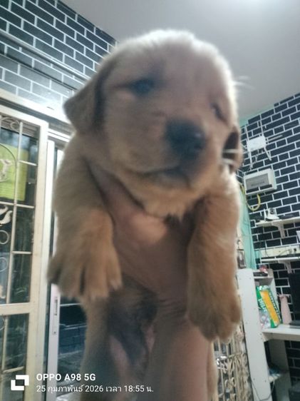 โกลเด้นรีทรีฟเวอร์ (Golden Retriever) กลาง โกลเด้น ขายแลกเปลี่ยน