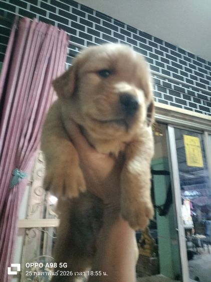 โกลเด้น ขายแลกเปลี่ยน รูปที่ 2