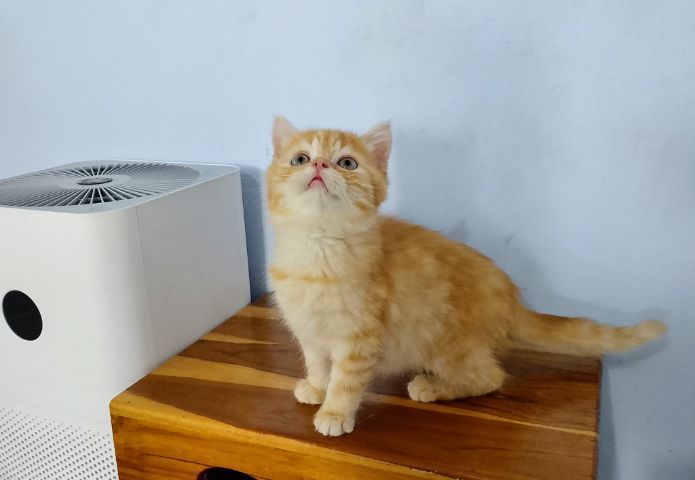 เพศชายสีส้ม2เดือนกว่าพ่อบริติชเบาๆครับ รูปที่ 2