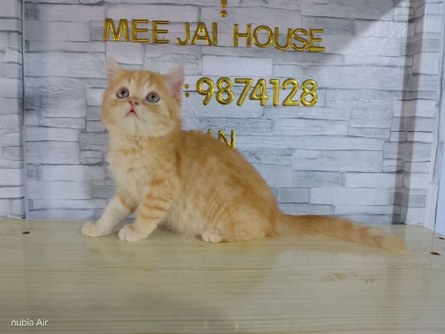 เพศชายสีส้ม2เดือนกว่าพ่อบริติชเบาๆครับ รูปที่ 4