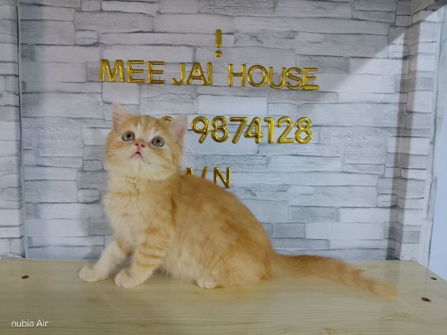 เพศชายสีส้ม2เดือนกว่าพ่อบริติชเบาๆครับ รูปที่ 3