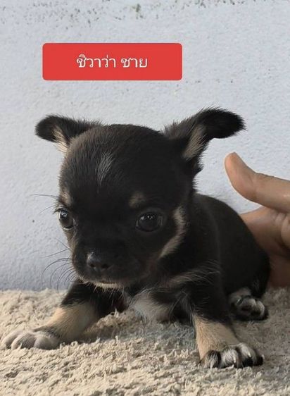 ชิวาวาแท้ราคาเบาๆ