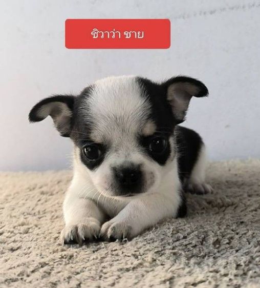 ชิวาวาแท้ราคาเบาๆ