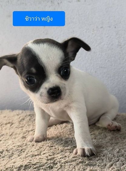 ชิวาวาแท้ราคาเบาๆ