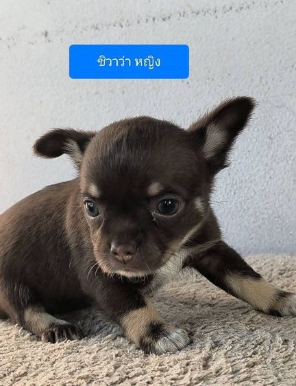 ชิวาวาแท้ราคาเบาๆ