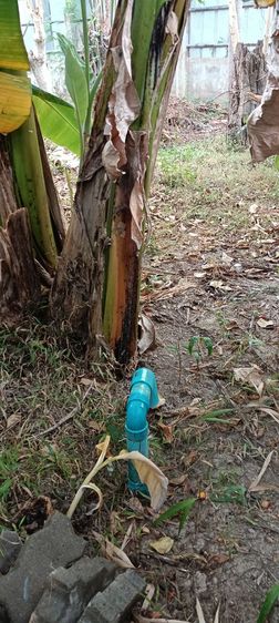 ใช่ ขายที่ดินสวยผลไม้ รูปที่ 4