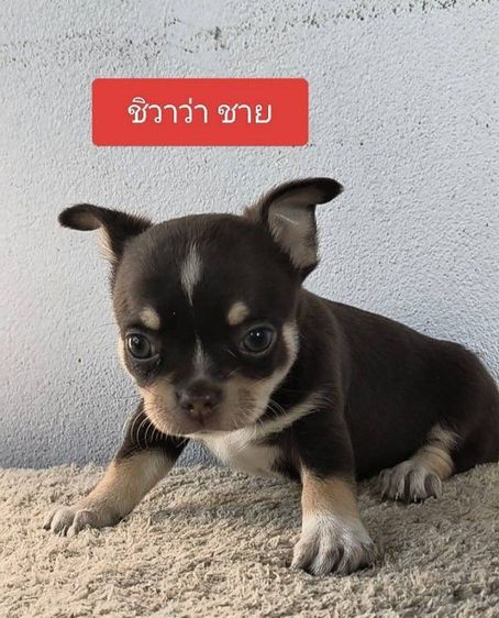 ชิวาวาแท้ราคาเบาๆ