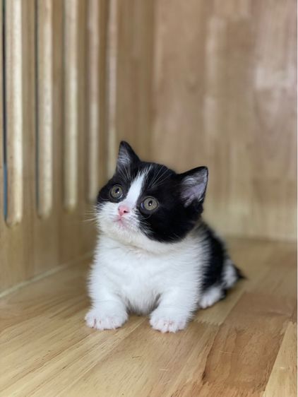 แมวมันช์กิ้นขาสั้น รูปที่ 5