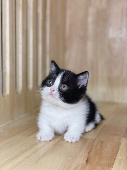 แมวมันช์กิ้นขาสั้น รูปที่ 6