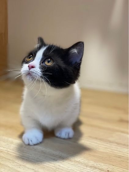 แมวมันช์กิ้นขาสั้น รูปที่ 3