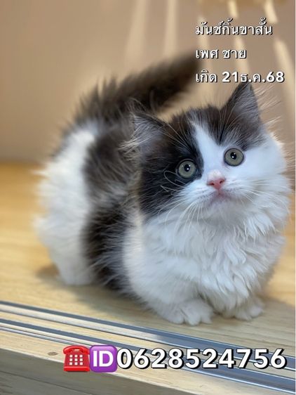 มันช์กิ้นขาสั้น