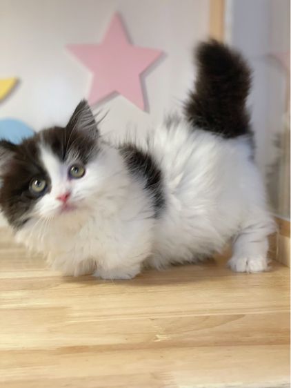 มันช์กิ้นขาสั้น รูปที่ 6