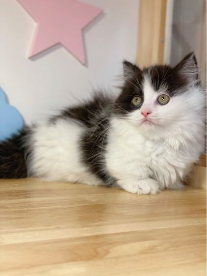 มันช์กิ้นขาสั้น รูปที่ 3