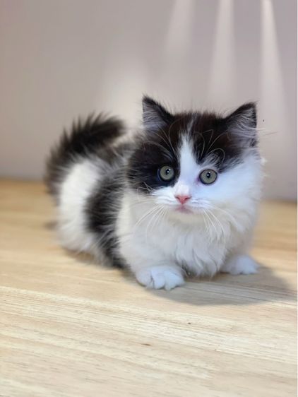 มันช์กิ้นขาสั้น รูปที่ 9