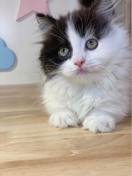 มันช์กิ้นขาสั้น รูปที่ 5