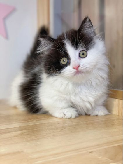 มันช์กิ้นขาสั้น รูปที่ 2