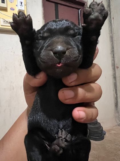 ลาบราดอร์ (Labrador) เล็ก ลาบาดอร์