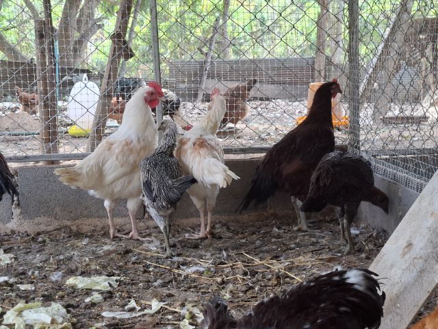 หาบ้านให้น้องไก่