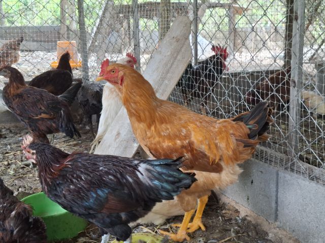 หาบ้านให้น้องไก่ รูปที่ 2