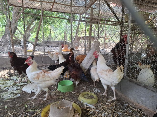 หาบ้านให้น้องไก่ รูปที่ 3