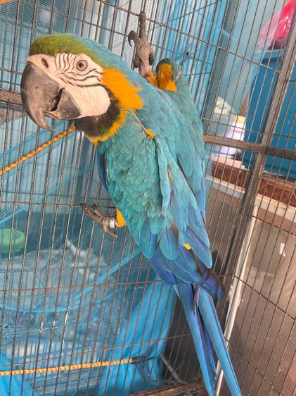 นกแก้ว บลูโกมาคอร์