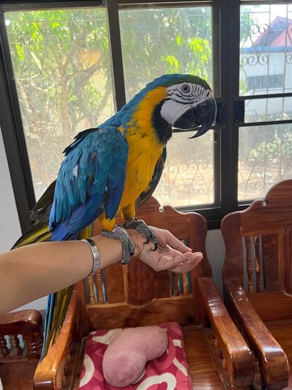 นกแก้ว บลูโกมาคอร์ รูปที่ 4