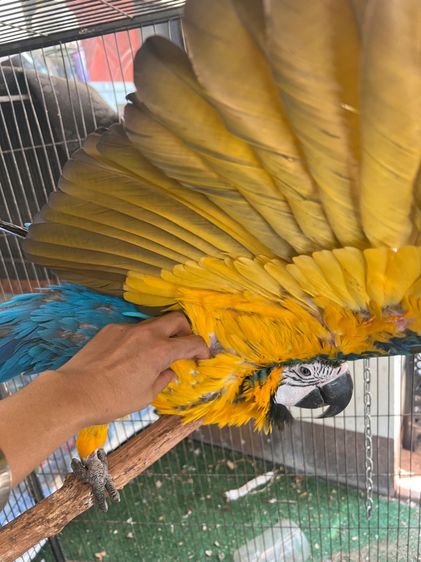 นกแก้ว บลูโกมาคอร์ รูปที่ 5