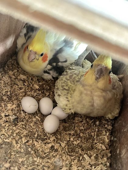 ลูกป้อน นกแก้ว รูปที่ 2