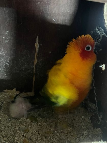 ลูกป้อน นกแก้ว รูปที่ 3