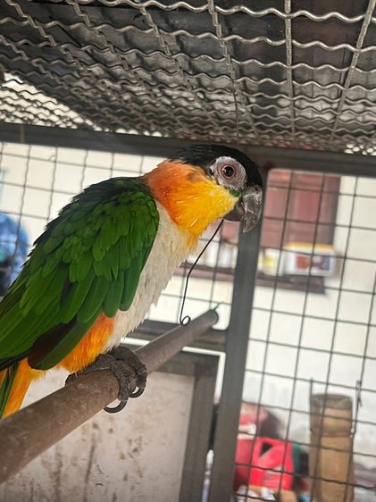 นกแก้ว แบล็คเฮดไคท์