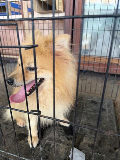 สัตว์เลี้ยงหมา รูปที่ 2