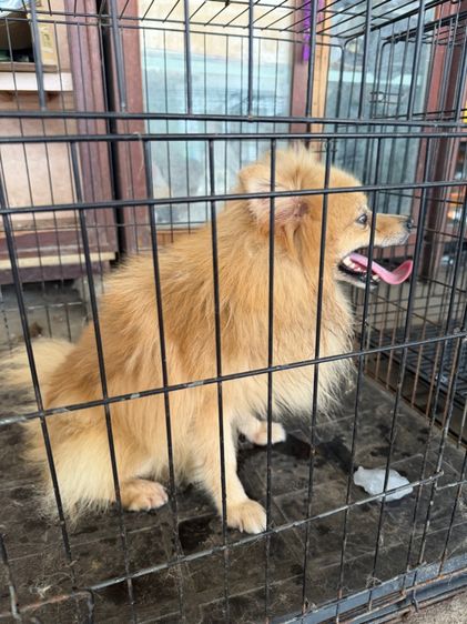 สัตว์เลี้ยงหมา รูปที่ 6