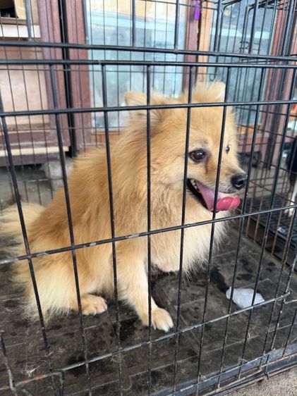 สัตว์เลี้ยงหมา รูปที่ 4