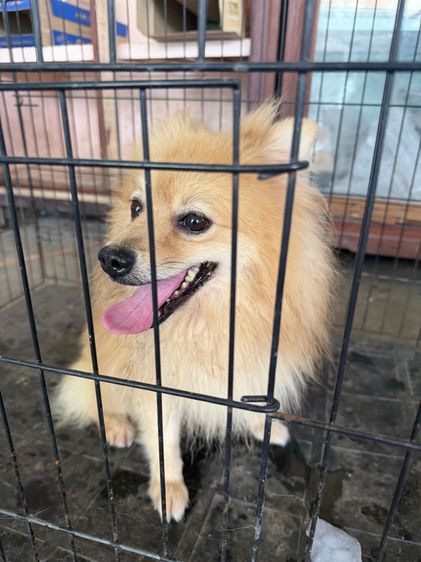 สัตว์เลี้ยงหมา