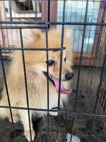 สัตว์เลี้ยงหมา รูปที่ 3