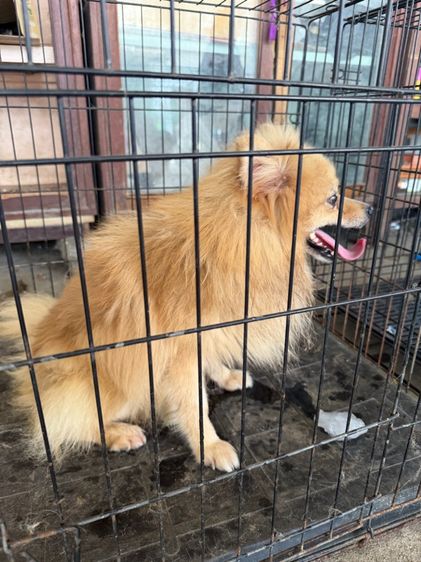 สัตว์เลี้ยงหมา รูปที่ 5