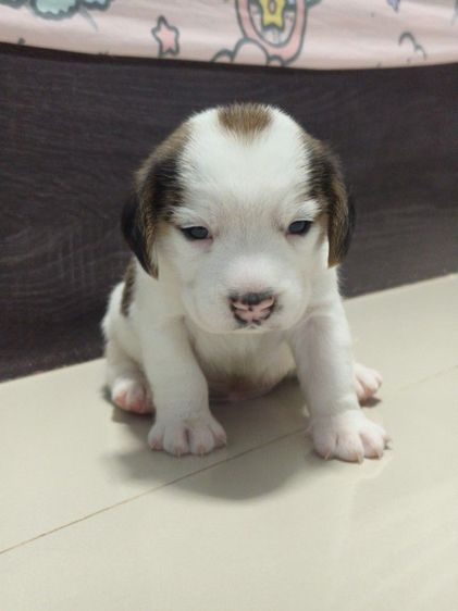 ลูกสุนัขบีเกิ้ลเพศหญิง รูปที่ 2