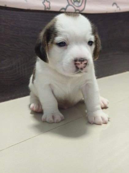 ลูกสุนัขบีเกิ้ลเพศหญิง