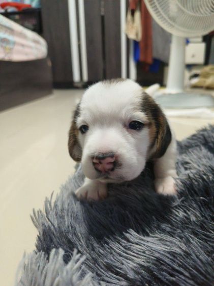 ลูกสุนัขบีเกิ้ลเพศหญิง รูปที่ 3