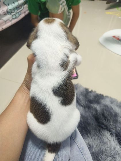 ลูกสุนัขบีเกิ้ลเพศหญิง รูปที่ 5