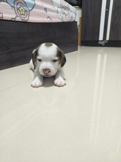 ลูกสุนัขบีเกิ้ลเพศหญิง รูปที่ 4